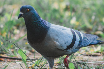 Dove in the grass