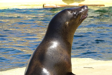 Naklejka premium Sealions on display at the zoo