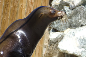 Sealions on display at the zoo