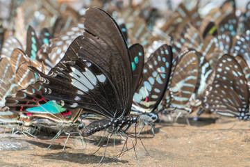 Selective focus Butterflies on the ground and flying in nature background.Blurred Tailed Jay butterflies (Graphium agamemnon) in green forest. © alohapatty