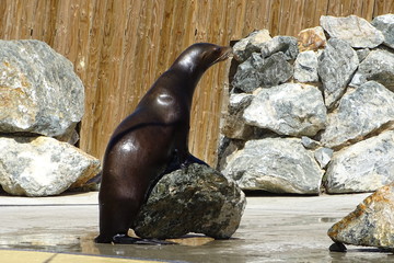 Sealions on display at the zoo
