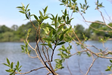 Natural and fresh green leaves at different trees in spring