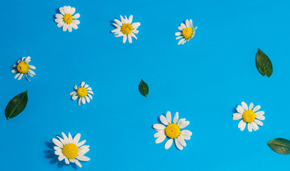 daisy flowers on a beautiful background