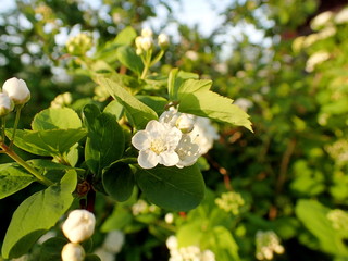 A blossom of the apple tree 