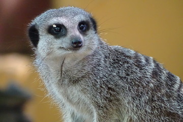 Cute meerkats at the zoo