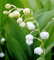 A wild lily of the valley