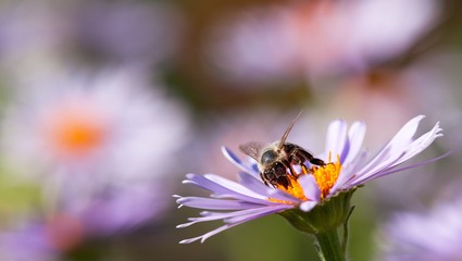 bee or honeybee sitting on flower