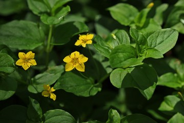 Hain-Gilbweiderich (Lysimachia nemorum)