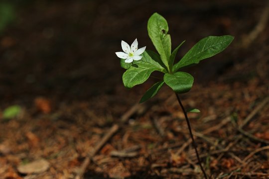Siebenstern (Trientalis europaea)