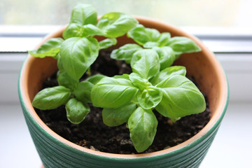 Растения в горшке, plant