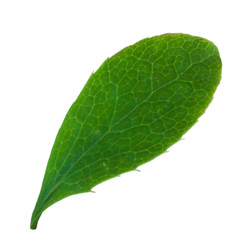 Fototapeta na wymiar leaf of barberry isolated on white background
