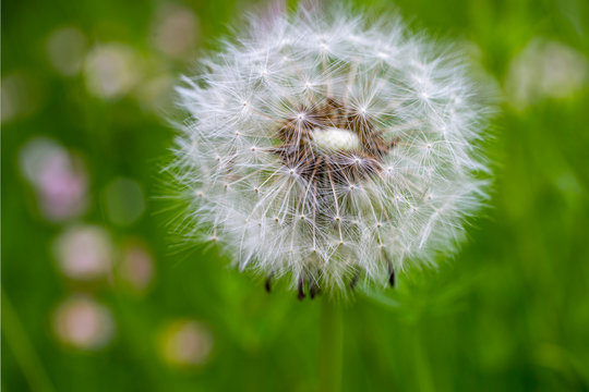 Pusteblume macro Nahaufnahme