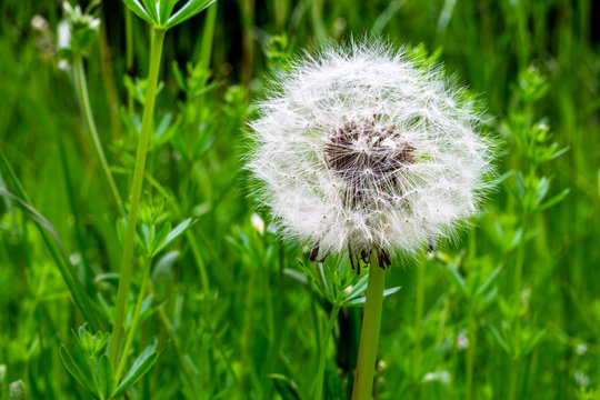 L&ouml;wenzahn / Pusteblume close up