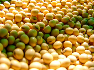 Brazilian soybean seeds background with selective focus