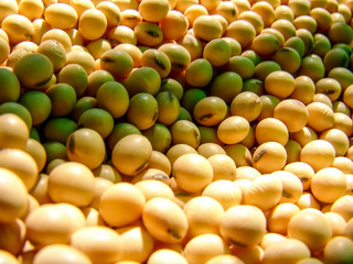Brazilian soybean seeds background with selective focus