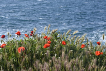 Entre terre et mer