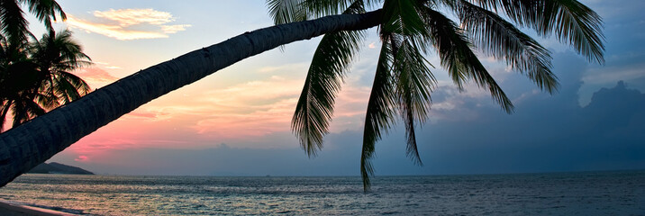 Silhouette of palm tree lush foliage leaning over beach during idyllic bright colourful sunset,...