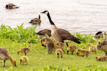 Adult Canadian goose looking after many goslings