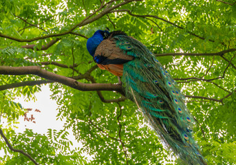 A beautiful peacock parked on a branch.