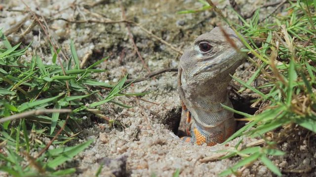 A close up of a butterfly lizard in the wild with its head emerged from the ground.