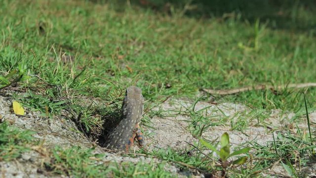 A wild butterfly lizard in  a green grass field returns to its hole.