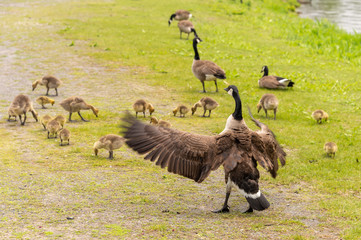 Adult Canadian goose looking after many goslings