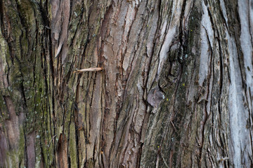 Natural Textures Tree Bark