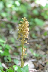 Néottie nid d'oiseau (Neottia nidus-avis)