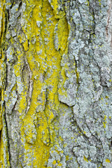 Natural Textures Moss on Tree Bark