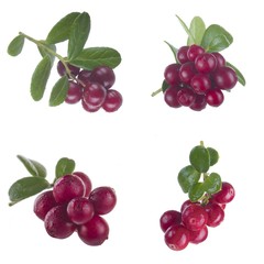 Cowberry Lingonberry (Vaccinium vitis-idaea) isolated on white background
