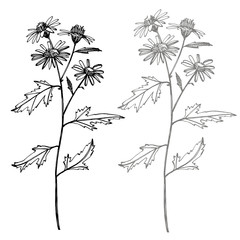 Chamomile. Collection of hand drawn flowers and plants. Botany. Set. Vintage flowers. Black and white illustration in the style of engravings.