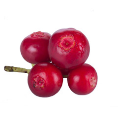 branch of Cowberry Lingonberry (Vaccinium vitis-idaea) isolated on white background