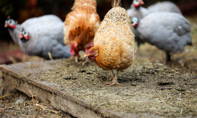 chickens on the farm