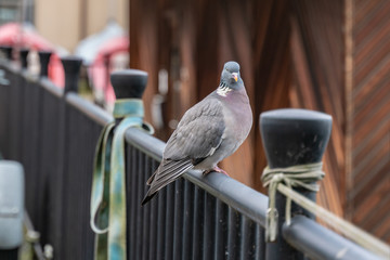 The frost pigeon sitting on the railing on a cold winter day