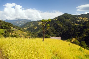 Fototapeta na wymiar terraces of rice or paddy fields in Nepal Himalayas