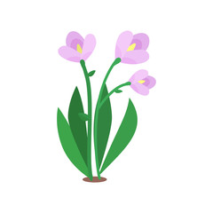 Pink flower. Isolated vector illustration