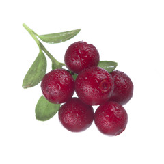 Cowberry Lingonberry (Vaccinium vitis-idaea) isolated on white background