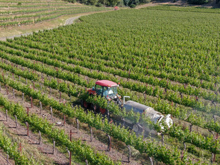 Farm tractor spraying pesticides & insecticides herbicides over green vineyard field. Napa Valley,...