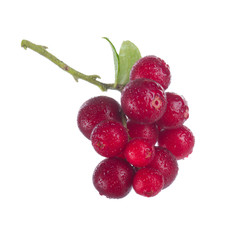 Cowberry Lingonberry (Vaccinium vitis-idaea) isolated on white background