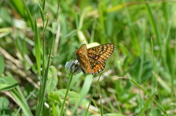 Damier de la succise (Euphydryas aurinia)