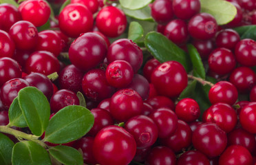 fresh red cowberries background