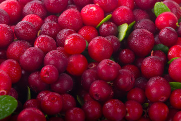 fresh red cowberries background