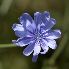 Fototapeta premium fioe azzurro