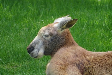 Red male kangaroo lazing around in the zun, at the zoo