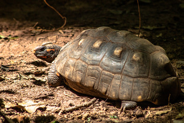 Red-legged tortoise walking on sand in Brazil