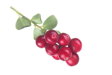 Cowberry Lingonberry (Vaccinium vitis-idaea) isolated on white background