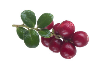 Cowberry Lingonberry (Vaccinium vitis-idaea) isolated on white background