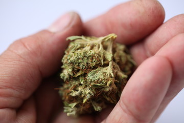 dry cannabis bud medical drug