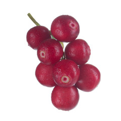 Cowberry Lingonberry (Vaccinium vitis-idaea) isolated on white background
