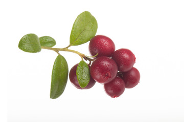 Cowberry Lingonberry (Vaccinium vitis-idaea) isolated on white background